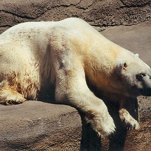 Polar Bear - 1999