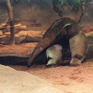 Giant Anteater - 1999