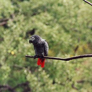 African Grey Parrot - 1999