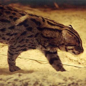 Fishing Cat - 1999