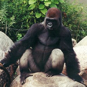 Silverback Gorilla - 1999