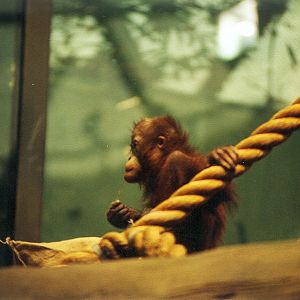 Baby Orangutan - 1999