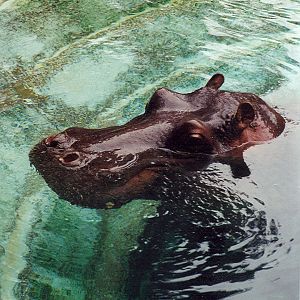 Nile Hippopotamus - 1999