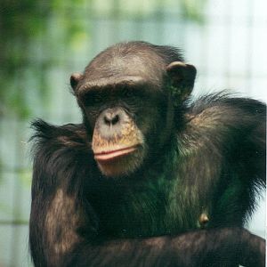 Chimpanzee - 1999