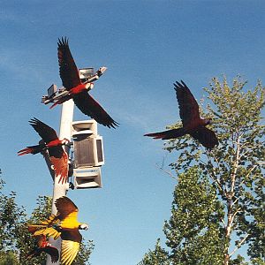 Sea World Ohio - 1999: Bird Show
