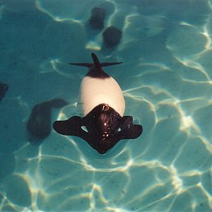 Sea World Ohio - 1999: Commerson's Dolphin