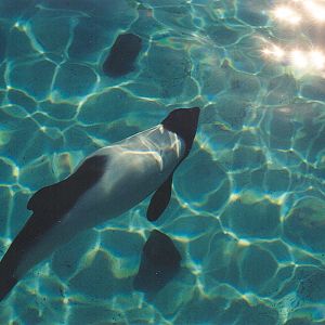 Sea World Ohio - 1999: Commerson's Dolphin