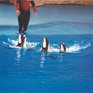 Sea World Ohio - 1999: Commerson's Dolphins in a Show