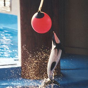 Sea World Ohio - 1999: Commerson's Dolphin in a Show