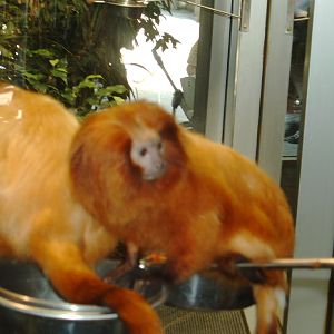 skansen aquarium monkeys south american