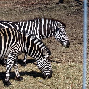 Grant's Zebras - 2009