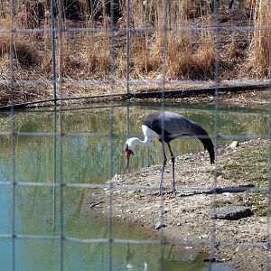 Wattled Crane - 2009