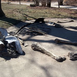 Elephant Skeleton - 2009