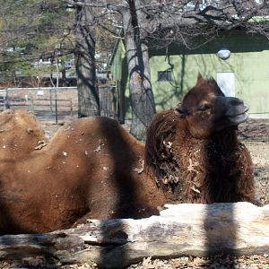 Bactrian Camel - 2009