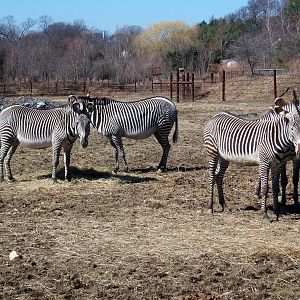 Grevy's Zebras - 2009