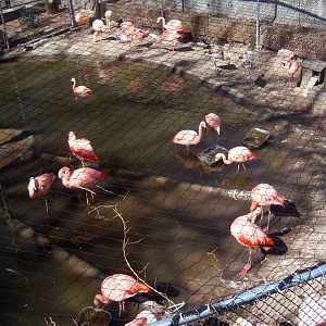 Chilean Flamingos - 2009
