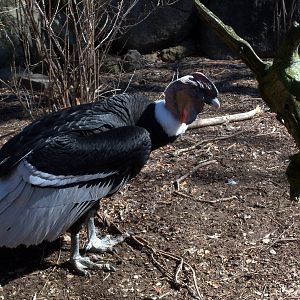 Andean Condor - 2009