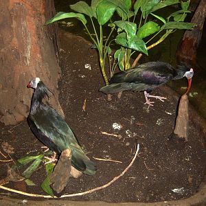 Waldrapp Ibis - 2009