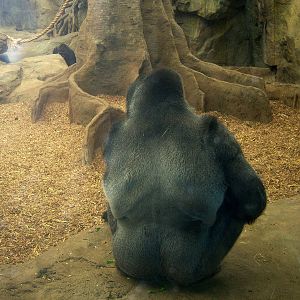 Gorilla - 2009