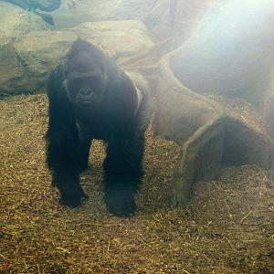 Gorilla - 2009