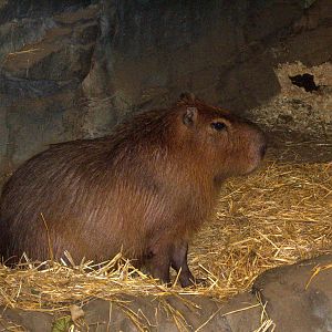 Capybara - 2009
