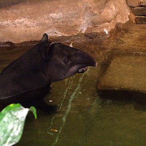 Baird's Tapir - 2009