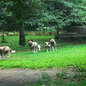 African Wild Dog - 2009