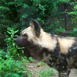 African Wild Dog - 2009