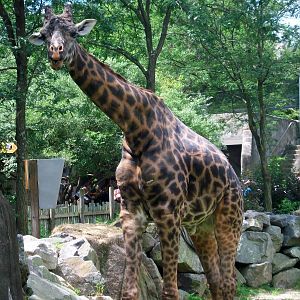 Masai Giraffe - 2009