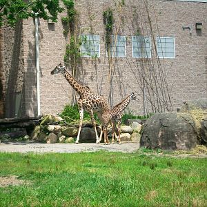 Masai Giraffe with Calf - 2009