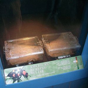 American Burying Bettle Exhibit - 2009