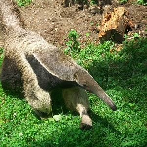 Giant Anteater - 2009
