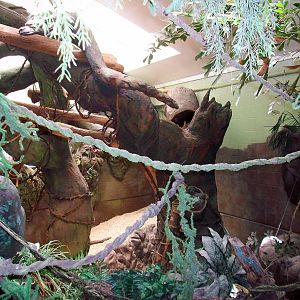 Tree Kangaroo Exhibit - 2009