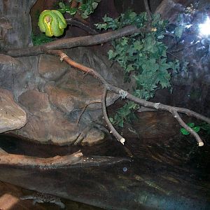 Snake/Turtle Exhibit - 2009