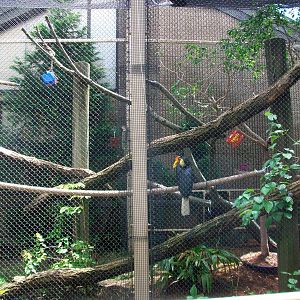 Wrinkled Hornbill Exhibit - 2009