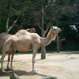 Dromedary Camels - 2009