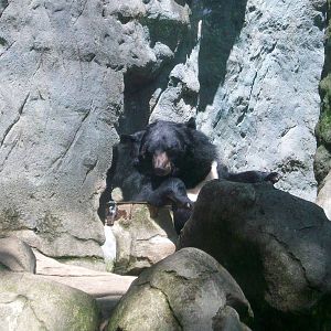 Asiatic Black Bear - 2009
