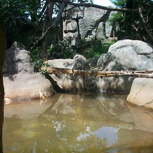Asiatic Black Bear Exhibit - 2009