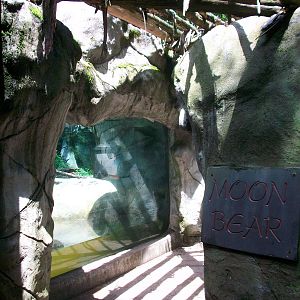 Asiatic Black Bear Exhibit - 2009