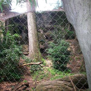 Snow Leopard Exhibit - 2009