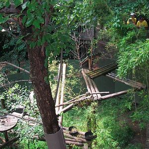 Red Panda Exhibit - 2009
