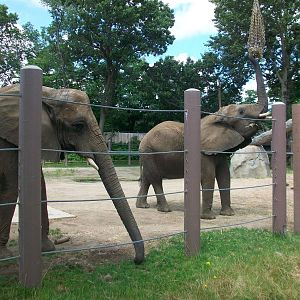 African Elephants - 2009