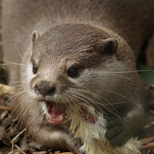 Otter at feeding time