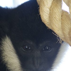 Ethan the Gibbon