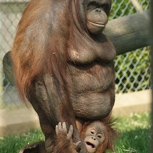 Oshine and Silvestre