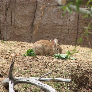 Discoveryland Knoll and Burrow - Domestic Rabbit