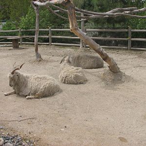 Discoveryland Desert Canyon - Angora Goat and Navajo Sheep
