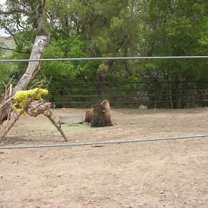 Zoofari Express - American Bison
