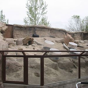 Discoveryland Knoll and Burrow - Black-tailed Prairie-dog Exhibit