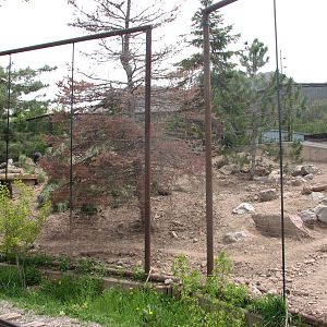 Discoveryland Woodland Edge - Chacoan Peccary Exhibit